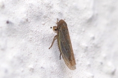 Psammotettix confinis