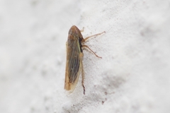 Psammotettix confinis