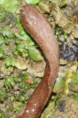 Australopacifica spectabilis