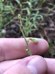 Tephrosia onobrychoides