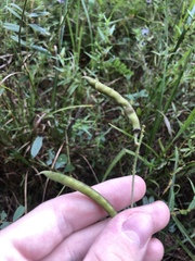 Tephrosia onobrychoides