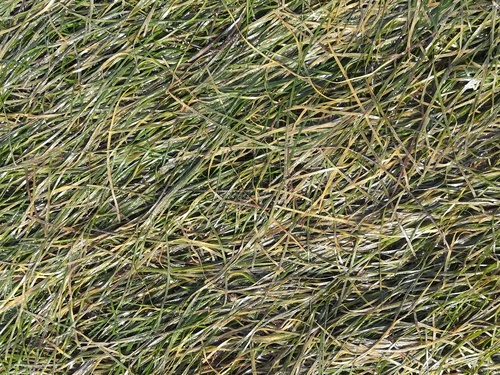 dwarf eelgrass