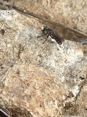 Psilocurus