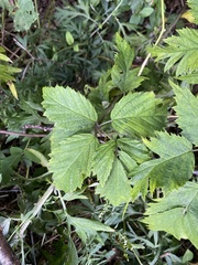 Rubus laciniatus