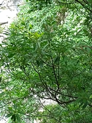 Elaeocarpus decipiens