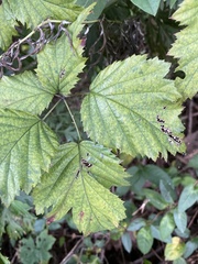 Rubus laciniatus