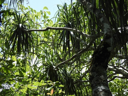 Beaucarnea goldmanii