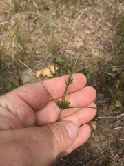 Cyperus houghtonii