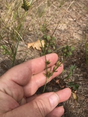 Cyperus houghtonii