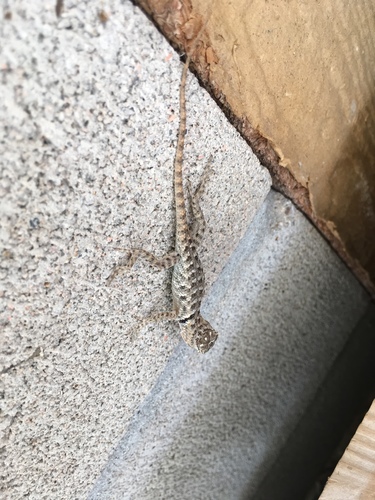 iNaturalist observation photo of Desert Spiny Lizard