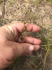 Cyperus houghtonii