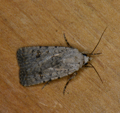 Caradrina clavipalpis