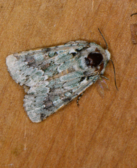 Lacinipolia laudabilis