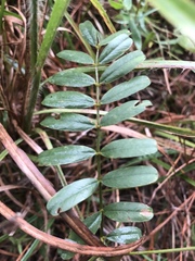 Tephrosia onobrychoides