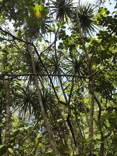 Beaucarnea goldmanii