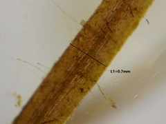 Potamogeton berchtoldii