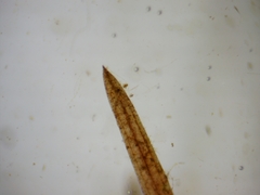 Potamogeton berchtoldii