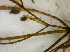Potamogeton berchtoldii