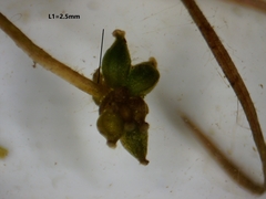 Potamogeton berchtoldii