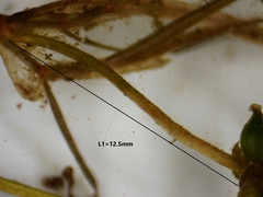 Potamogeton berchtoldii