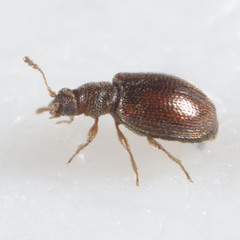 Latridiidae