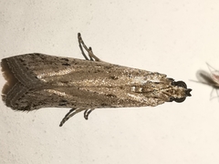 Phycitodes