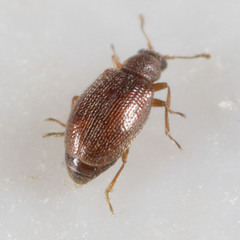 Latridiidae