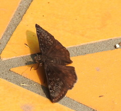 Erynnis meridianus