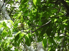 Pittocaulon velatum