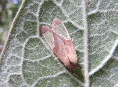 Bertholdia specularis