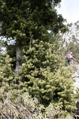 Juniperus drupacea
