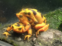 Atelopus zeteki