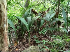 Aspidistra