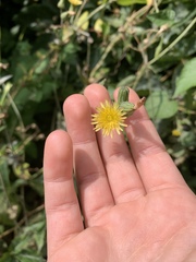 Sonchus oleraceus