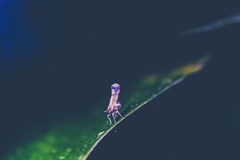 Achilixiidae