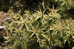 Juniperus drupacea