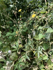 Sonchus oleraceus
