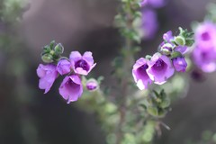 Prostanthera decussata