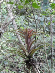 Tillandsia capitata
