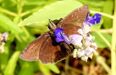Erynnis meridianus