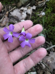 Oxalis violacea