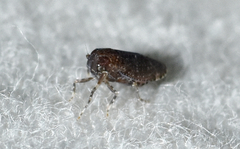 Opsiplanon luella