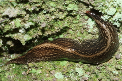 Australopacifica mariae