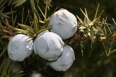 Juniperus drupacea