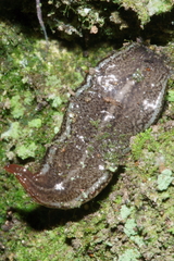 Australopacifica mariae