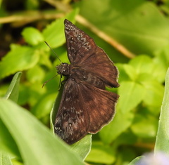 Erynnis meridianus