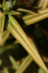 Juniperus drupacea