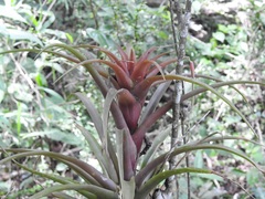 Tillandsia capitata