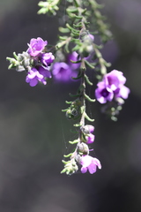 Prostanthera decussata