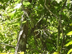 Tillandsia caput-medusae